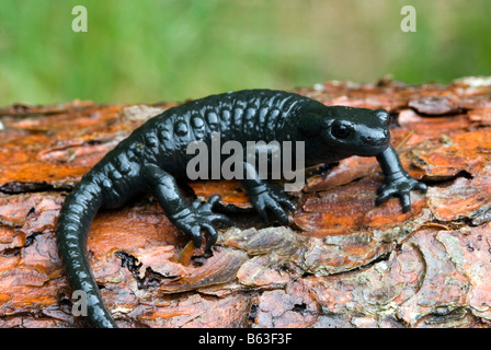 Salamandre alpestre (Salamandra atra) sur l'écorce Banque D'Images