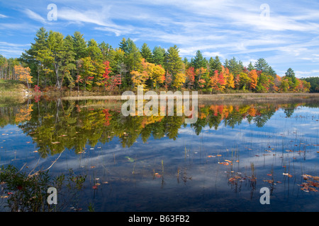 Les arbres d'automne le long des rives de la rivière Ossipee, le Maine, la Nouvelle Angleterre, USA. Banque D'Images