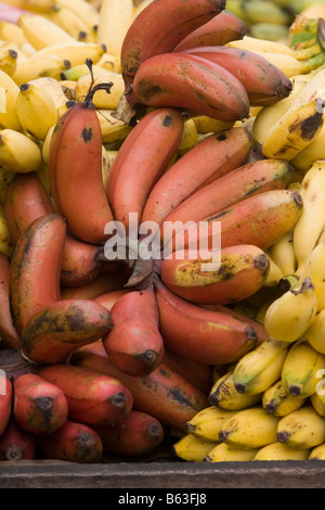 Régimes de bananes à vendre dans un marché de fruits à Chennai, Tamil Nadu, Inde. Banque D'Images