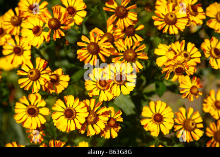 (Helenium Helenium autumnale), variété : Baronin Linden, fleurs Banque D'Images