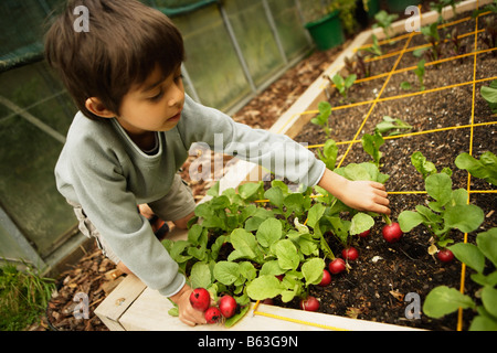 Six ans recueille les radis biologiques cultivés dans le pied carré jardin Banque D'Images