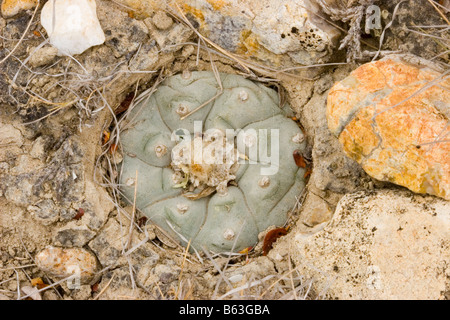 Le peyotl Lophophora williamsii Banque D'Images