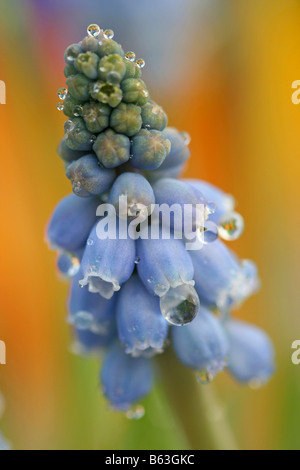 Grape hyacinth Muscari hybr Banque D'Images