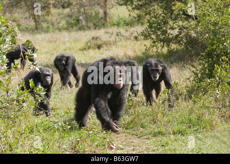 Groupe d'exécution commun de chimpanzé, Pan troglodytes, Laikipia Sweetwaters Privat RÉSERVER Afrique Kenya Banque D'Images