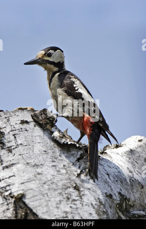 Blutspecht Dendrocopos syriacus pic syrien Banque D'Images