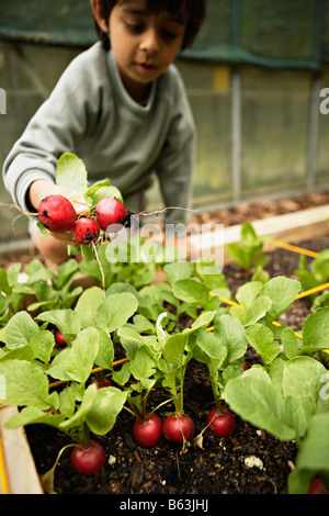 Six ans recueille les radis biologiques cultivés dans le pied carré jardin Banque D'Images