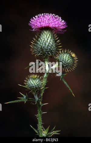 Cirse des champs (Cirsium vulgare), fleurs et bourgeons sur un fond sombre Banque D'Images