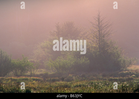 Arbres dans la brume au lever du soleil dans les terres humides du Ruisseau Elk près de Crescent City en Californie dans le comté de Del Norte Banque D'Images