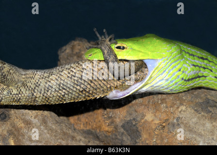 Un serpent DE VIGNE PRÉDATEURS SUR UN CAMÉLÉON À SENTOSA SINGAPORE Banque D'Images