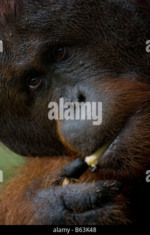 Orang-outan mâle à bride de Bornéo Pongo pygmaeus manger une banane dans Tanjung Puting NP Bornéo Banque D'Images