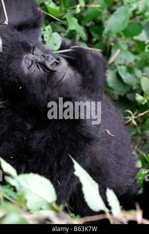 Mountain Gorilla gorilla beringei endormie sommeil dormir repos dans le Parc Nationale des Volcans Rwand Banque D'Images