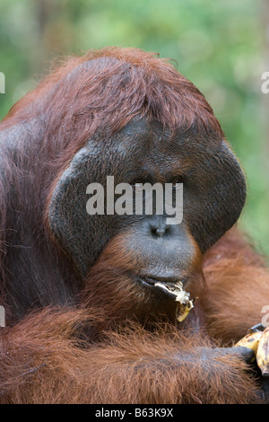 Orang-outan mâle à bride de Bornéo Pongo pygmaeus manger une banane dans Tanjung Puting NP Bornéo Banque D'Images