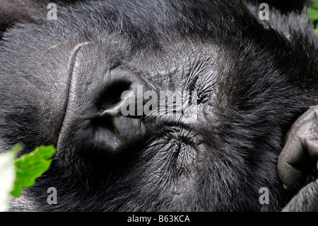 Mountain Gorilla gorilla beringei endormie sommeil dormir repos dans le Parc Nationale des Volcans Rwand Banque D'Images