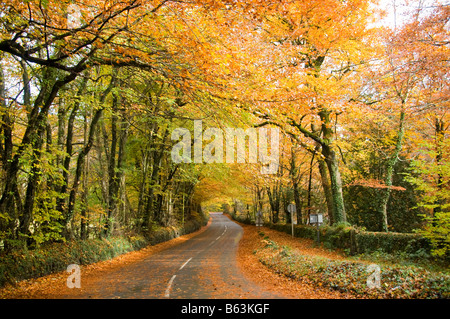 Les arbres d'automne et les feuilles sur une route à Dartmoor dans le Devon Banque D'Images