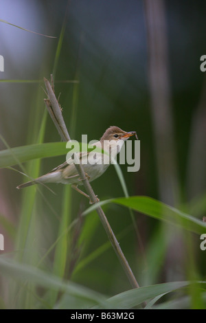 Marsh Warbler (Acrocephalus palustris) perché sur une seule tige de roseau avec insecte. Banque D'Images
