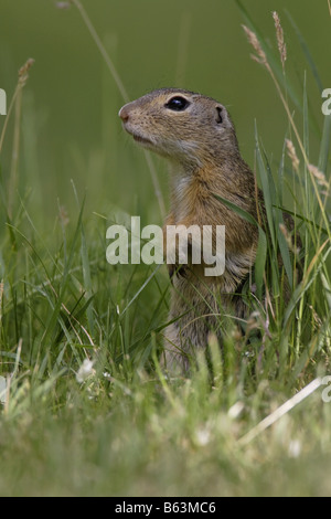 Erdhörnchen Ziesel spermophilus Citellus citellus Erdmännchen spermophile souslik d'Europe Banque D'Images