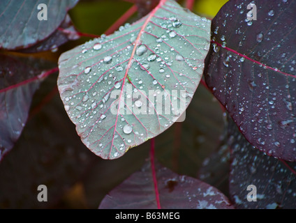 Gouttes de pluie sur feuille Banque D'Images