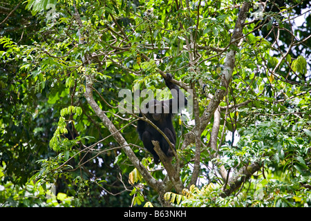 Chimpanzé (pan troglodytes) dans la région du Gombe Stream National Park, Tanzania, Africa Banque D'Images