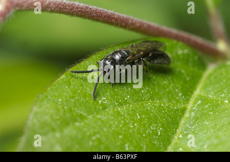 Petit noir Tiphiid wasp, Tiphia sp, sur une feuille verte Banque D'Images