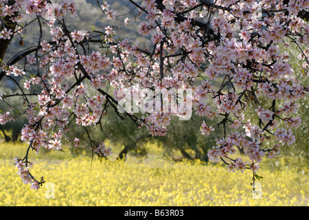 Fleur d'amandier au printemps et jaune fleurs sauvages. La palette de couleurs naturelles La nature des tons de terre environnement Banque D'Images