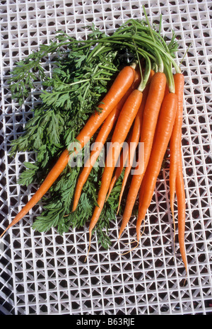 Paquet de carottes avec des greens toujours fixé repose sur la grille en plastique blanc. Banque D'Images