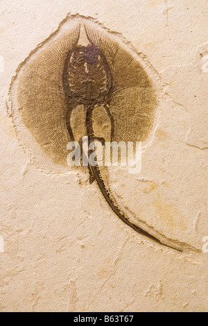 Les combustibles d'une ancienne espèce de stingray Heliobatis radians encastrées dans une dalle de schiste comme affiché dans le Utah Museu Banque D'Images