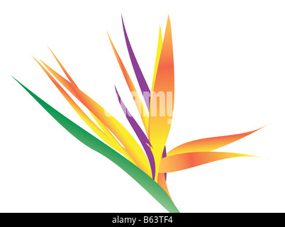 Une illustration d'un oiseau de paradis blanc plus de fleurs Banque D'Images