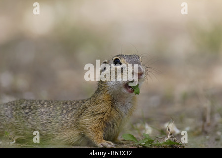 Erdhörnchen Ziesel spermophilus Citellus citellus Erdmännchen spermophile souslik d'Europe Banque D'Images