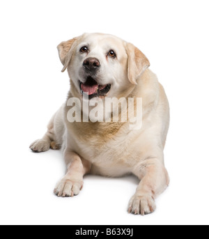 Vieux Labrador 12 ans devant un fond blanc Banque D'Images