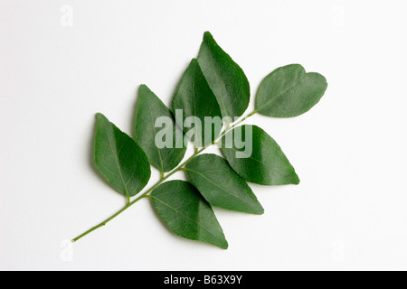 Gros plan du curry patta kadi ou feuilles feuilles de neem doux. Banque D'Images