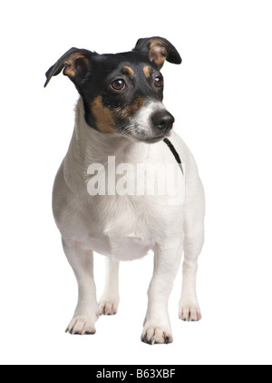 Jack Russell 3 ans devant un fond blanc Banque D'Images