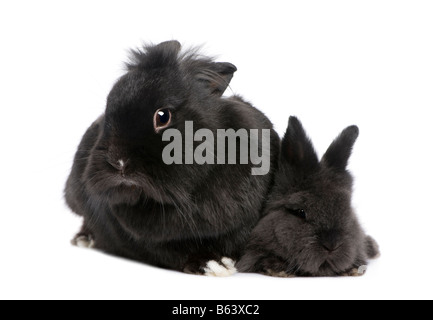 Maman Lapin et son enfant devant un fond blanc Banque D'Images