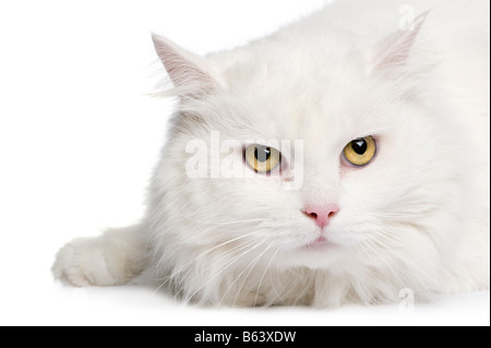 Close up sur un chat angora blanc 5 ans devant un fond blanc Banque D'Images