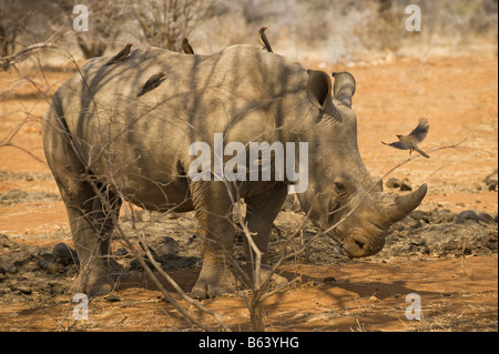 Rhinocéros blanc rhinocéros sauvages Ceratotherium simum en afrique du sud-acacia avec red-billed oxpecker loi Buphagus rouge Banque D'Images
