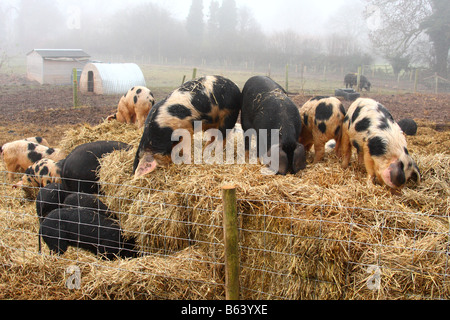 Les porcs dans une ferme du Royaume-Uni. Banque D'Images