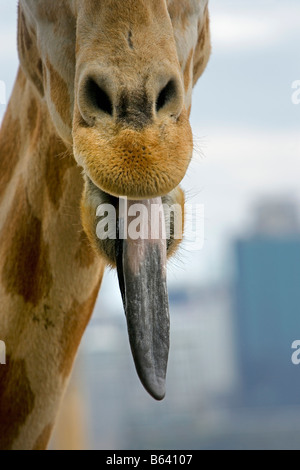 L'Australie, Sydney, le Zoo Taronga. Girafe Banque D'Images