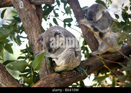 L'Australie, Sydney, le Zoo Taronga. Koala Phascolarctos cinereus], [ Banque D'Images