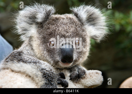 L'Australie, Sydney, le Zoo Taronga. [Koala Phascolarctos cinereus bébé] Banque D'Images