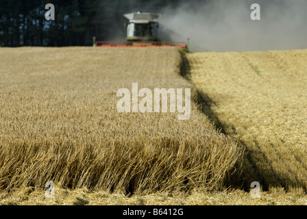 La récolte de blé, Butley, Suffolk, UK. Banque D'Images