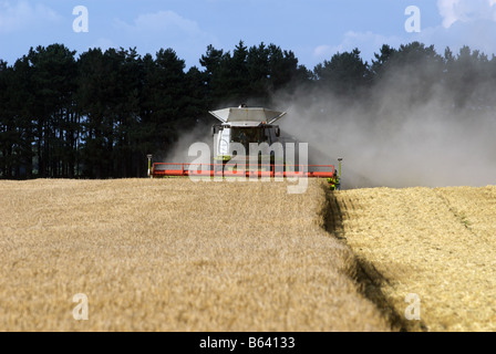 La récolte de blé, Butley, Suffolk, UK. Banque D'Images