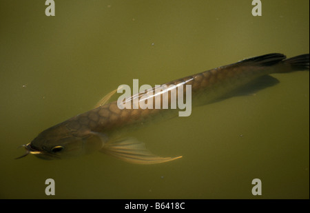 Le scleropage d Asie poisson dragon ca rong arawana asiatiques arowana Asian bonytongue Scleropages formosus animal animaux poissons osseux bo Banque D'Images