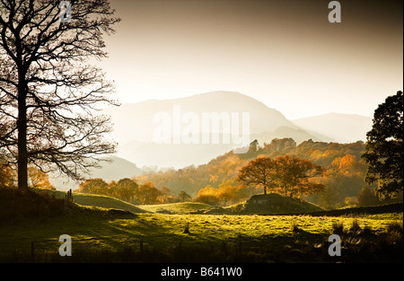 La fin de l'après-midi soleil filtre à travers les arbres d'automne sur les rives de la rivière Brathay, Lake District, avec les montagnes lointaines UK Banque D'Images