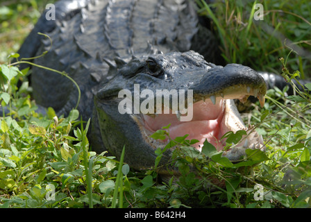 Grand dans le parc national des Everglades Alligator Banque D'Images