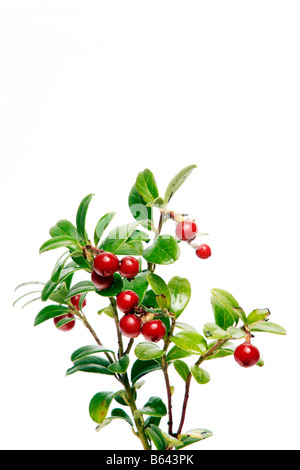 'Vaccinium vitisidaea lingberry des baies d'airelles 'red' Evergreen fruit Banque D'Images