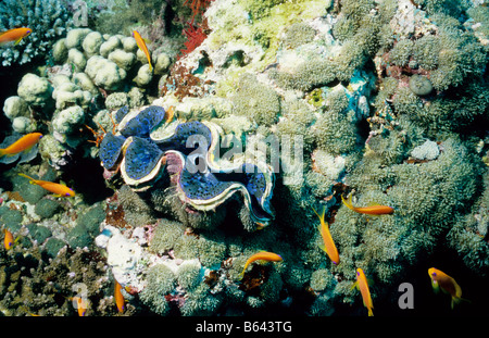 Bleu, grand bénitier. Les bivalves. Tridacnidae. Tridacna maxima. La vie marine sous-marine des Maldives. Banque D'Images