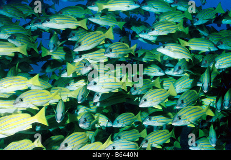 Grand banc de lutjans à rayures - Bleu. Famille : Lutjanidae. Lutjanus kasmira. La vie marine sous-marine des Maldives. Banque D'Images