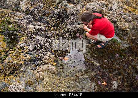 Femme regardant des étoiles de mer et des moules dans le rockpool Brady Beach sur Pacific Rim Vancouver Island Colombie-Britannique Canada Banque D'Images