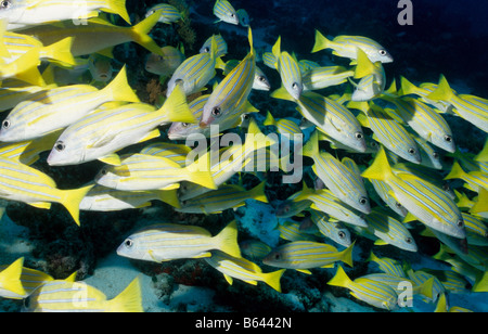 Plus de vivaneaux rayés bleus. Famille : Lutjanidae. Lutjanus kasmira. La vie marine sous-marine dans l'océan au large des Maldives. Banque D'Images