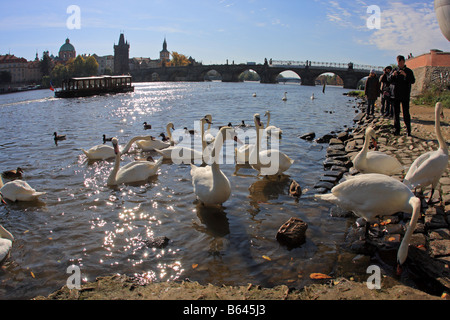 Cygnes sur la Vltava près du Pont Charles, Prague Banque D'Images