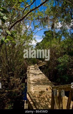La demande en construction sur les terres forestières marécageuses avec des arbres Banque D'Images